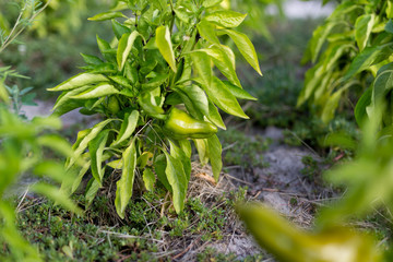 Beautiful green peppers in a rural garden