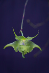 Autumn greenhouse with unique plants