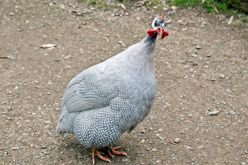 the helmeted Guinea fowl is in a park