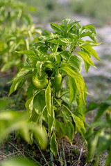 Beautiful green peppers in a rural garden