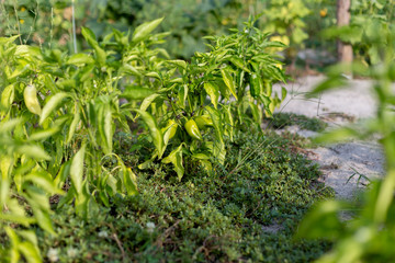 Beautiful green peppers in a rural garden