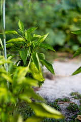 Beautiful green peppers in a rural garden