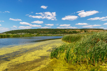 Fototapeta na wymiar The edge of the lake with green water by reason of alga bloom