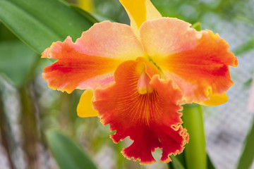 Fototapeta premium Autumn greenhouse with unique plants