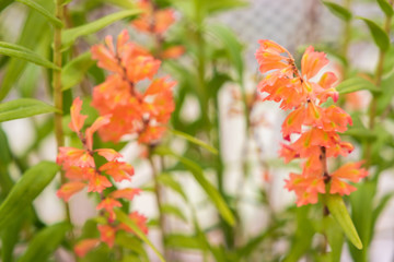 Autumn greenhouse with unique plants