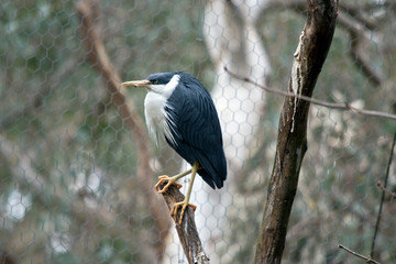 pied heron is perched on the tree