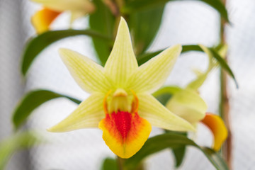 Autumn greenhouse with unique plants