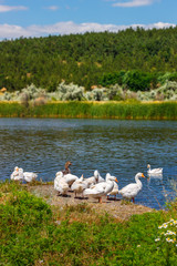 The white domestic geese are grazing on the river coast