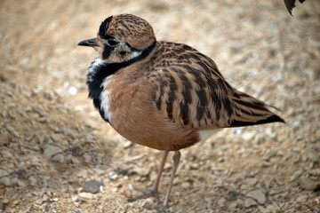 this is a side view of an inland dotteral