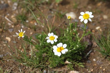 Wild daisies