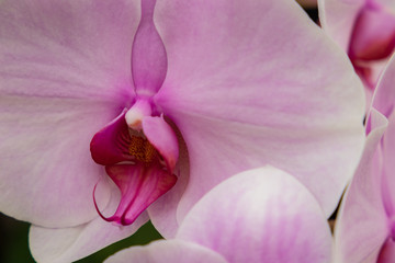 Autumn greenhouse with unique plants