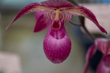 Autumn greenhouse with unique plants
