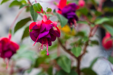 Autumn greenhouse with unique plants