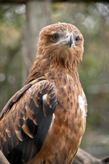 this is a close up of a black kite