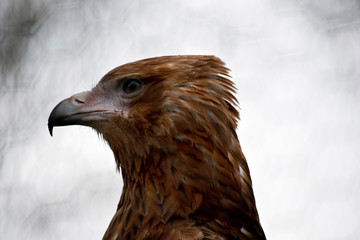 this is a close up of a black kite