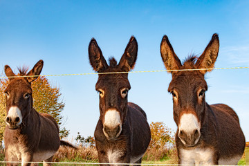Fototapeta na wymiar A lovely donkey family on the pasture with electric fence on a sunny autumn day in October at Marburg in Germany.