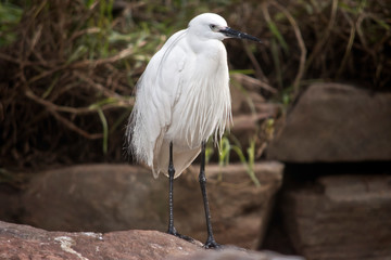 the little egret is standing on a rock