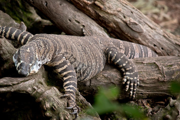 the lace lizard is climbing up a tree