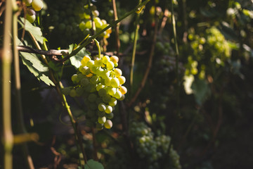 Bunch of ripe grapes on a vine