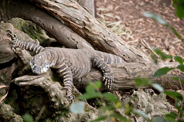 the lace lizard is climbing up a tree