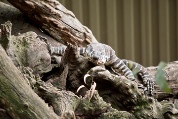 the lace lizard is climbing up a tree