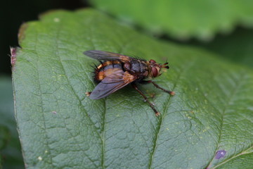 Im Garten, Igelfliege auf einem Blatt.