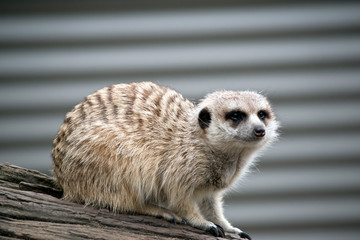 this is a side view of a meerkat