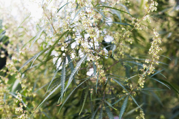 A cannabis plant, a marijuana bush in the countryside