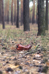 Brown plastic bottle on the ground in a pine forest.