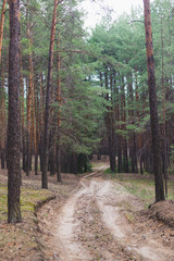 Obraz premium Autumn road in a pine forest