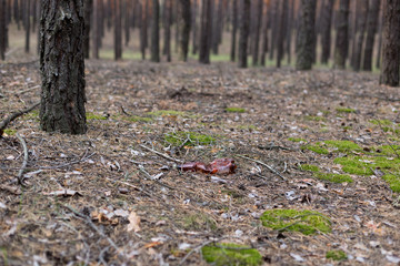 Obraz premium Brown plastic bottle on the ground in a pine forest.