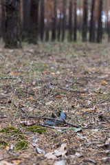 Old lost single shoe in the pine forest.