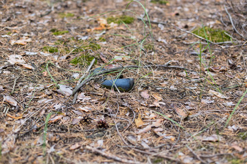 Old lost single shoe in the pine forest.