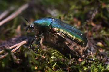 Portrait of a beetle Cetonia aurata. Macro photo.