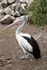 this is a side view of a pelican
