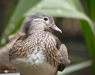 this is a close up of a peking duck