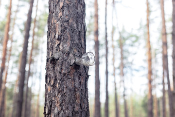 Broken glass bottle on the tree in the pine forest.