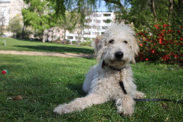 A sweet labradoodle puppy in the park