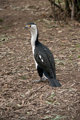 this is a pied cormorant