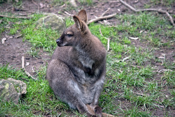 Naklejka na ściany i meble the red necked wallaby is scratching her stomach