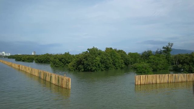 Water bamboo barrier of mangroves
