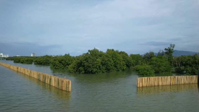 Water bamboo barrier of mangroves