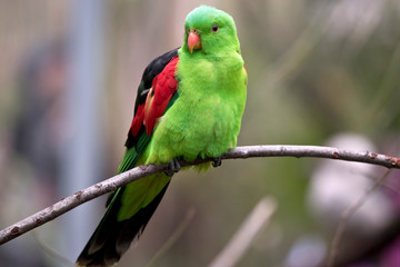 the red winged parrot is perched on a branch