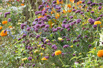 Sommerbeet mit argentinischem Eisenkraut in Lila und Zinnien in Orange