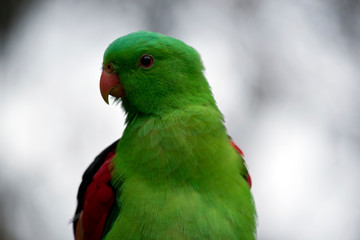 this is a close up of a red winged parrot