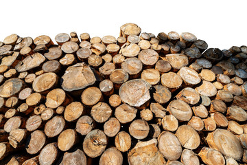 Close-up of a group of tree trunks of pine tree cut and stacked. Isolated on white background