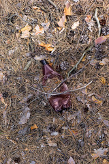 Brown plastic bottle on the ground in a pine forest.