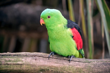 this is a close up of a red winged parrot
