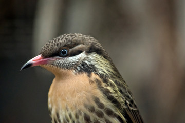 this is a close up of a spiny cheeked honeyeater