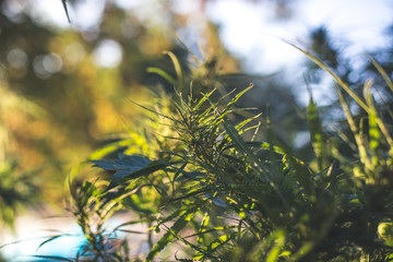 A cannabis plant, a marijuana bush in the countryside